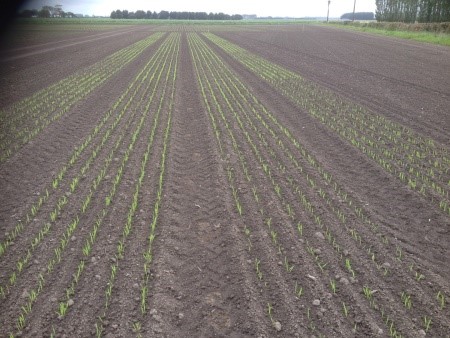 Two row barley growing in Norfolk | Haná barley seedlings