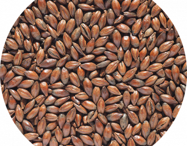 Chocolate (coffee) Malt