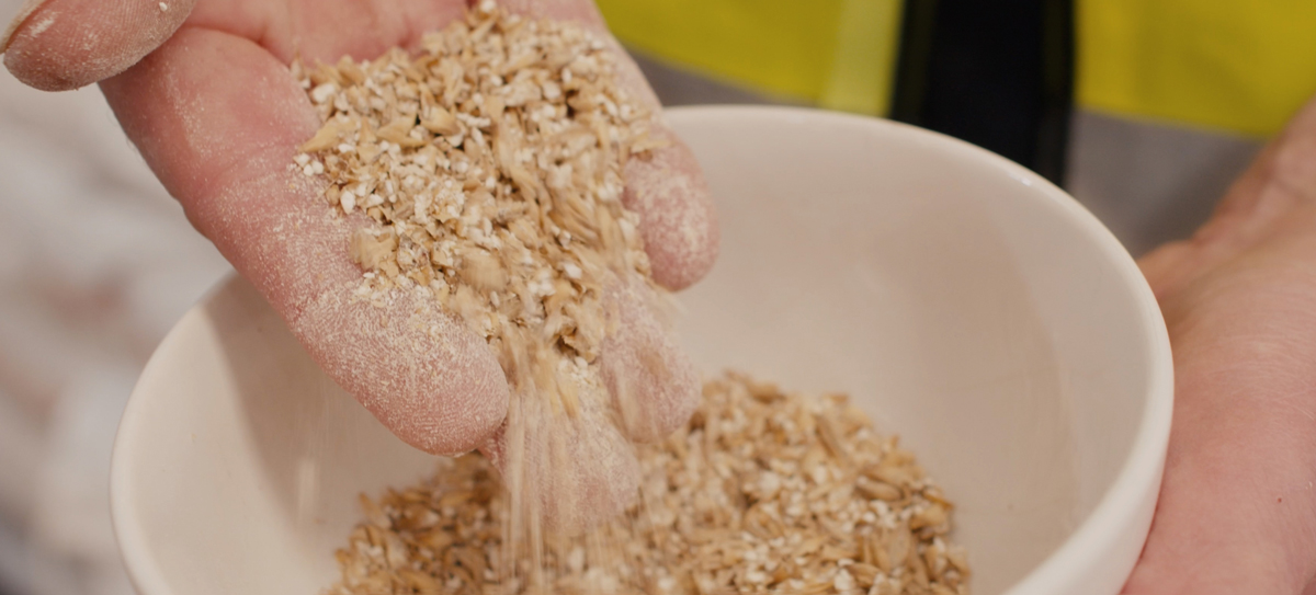 Gluten free maize grains for brewing 