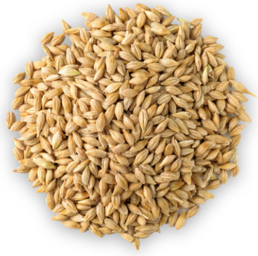 Maris Otter malted barley grains