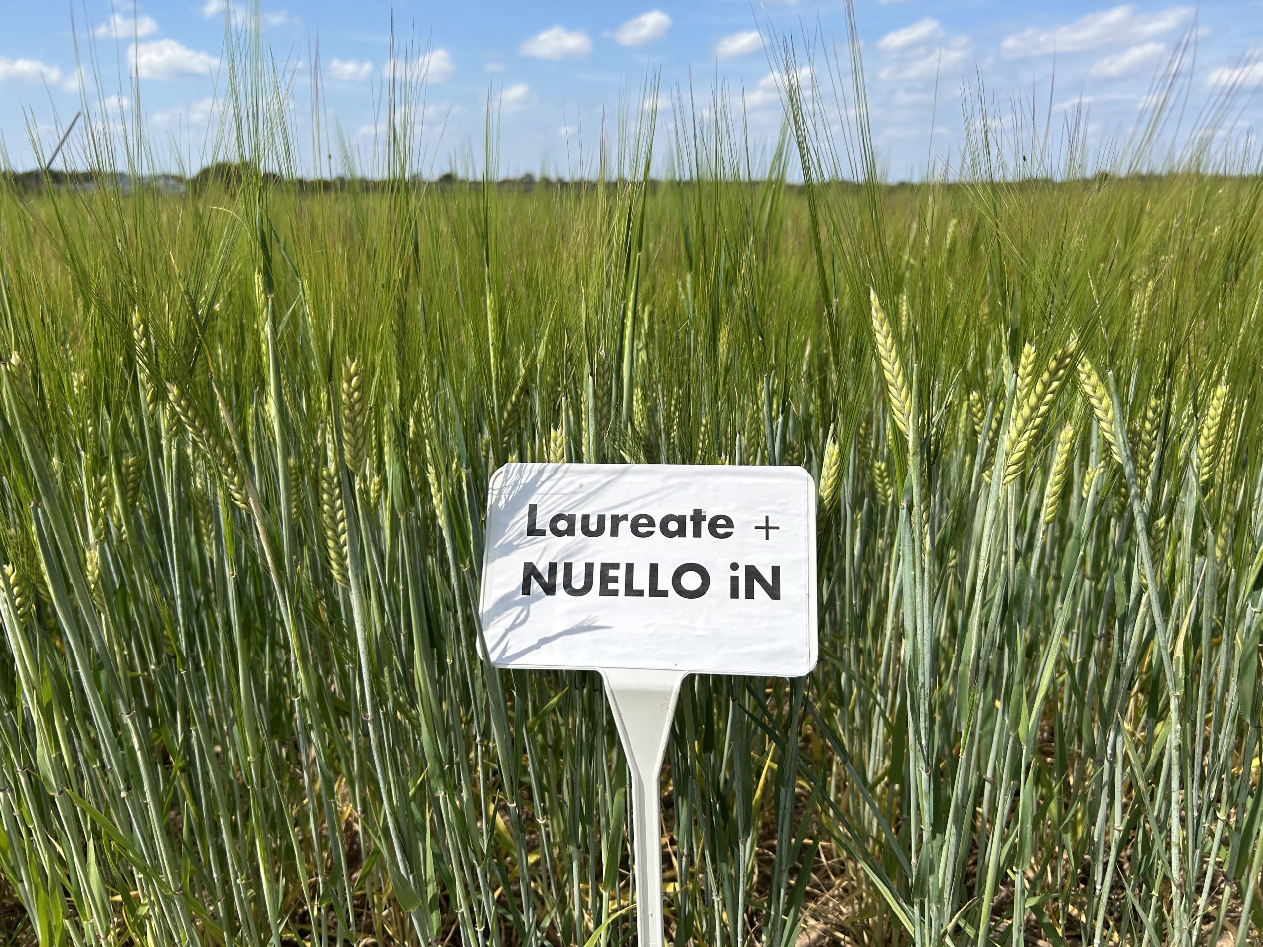 barley field with a crop sign that will be used fpr malting