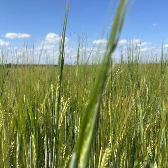 Scottish barley used for malt growing in a field
