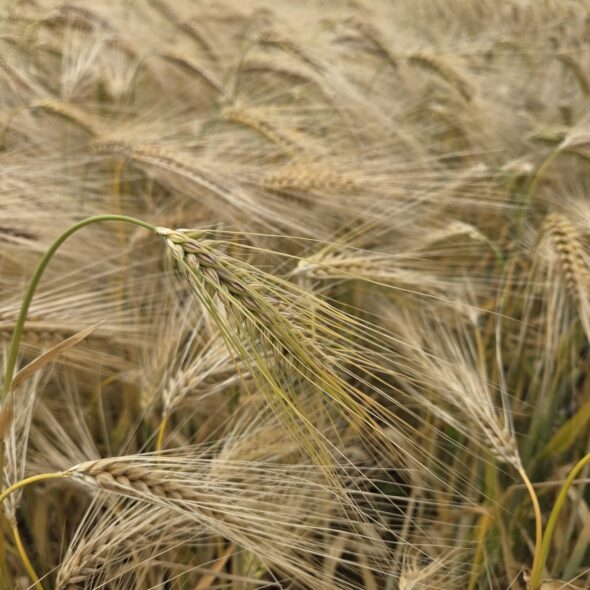 Malting barley in a field in Norfolk UK ready for harvest
