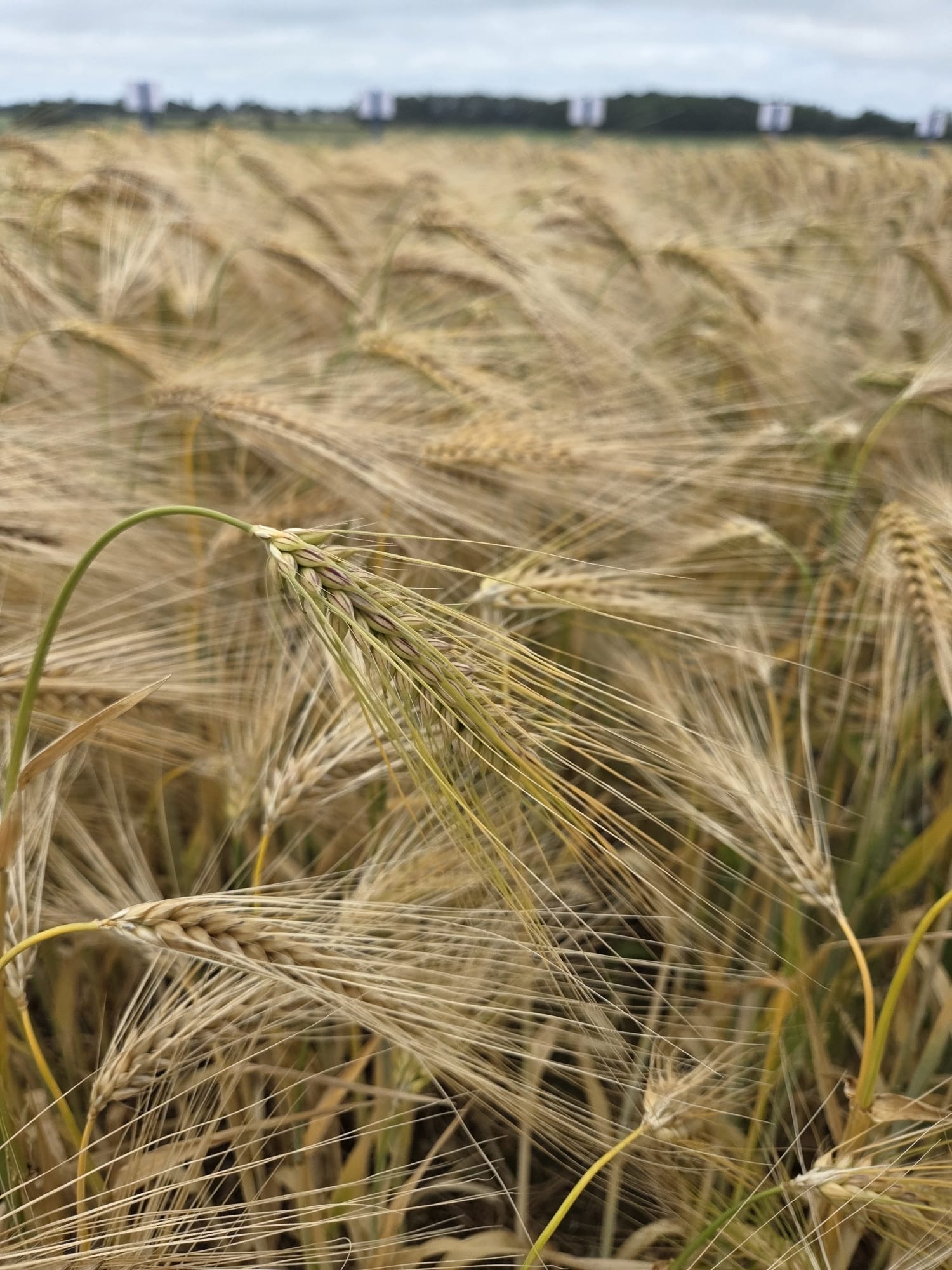 Malting barley in a field in Norfolk UK ready for harvest