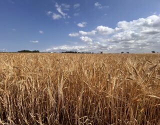 Malting barley ready for harvest on a Norfolk farm, 202