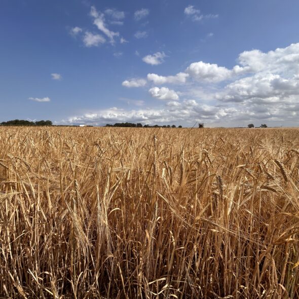 Malting barley ready for harvest on a Norfolk farm, 202