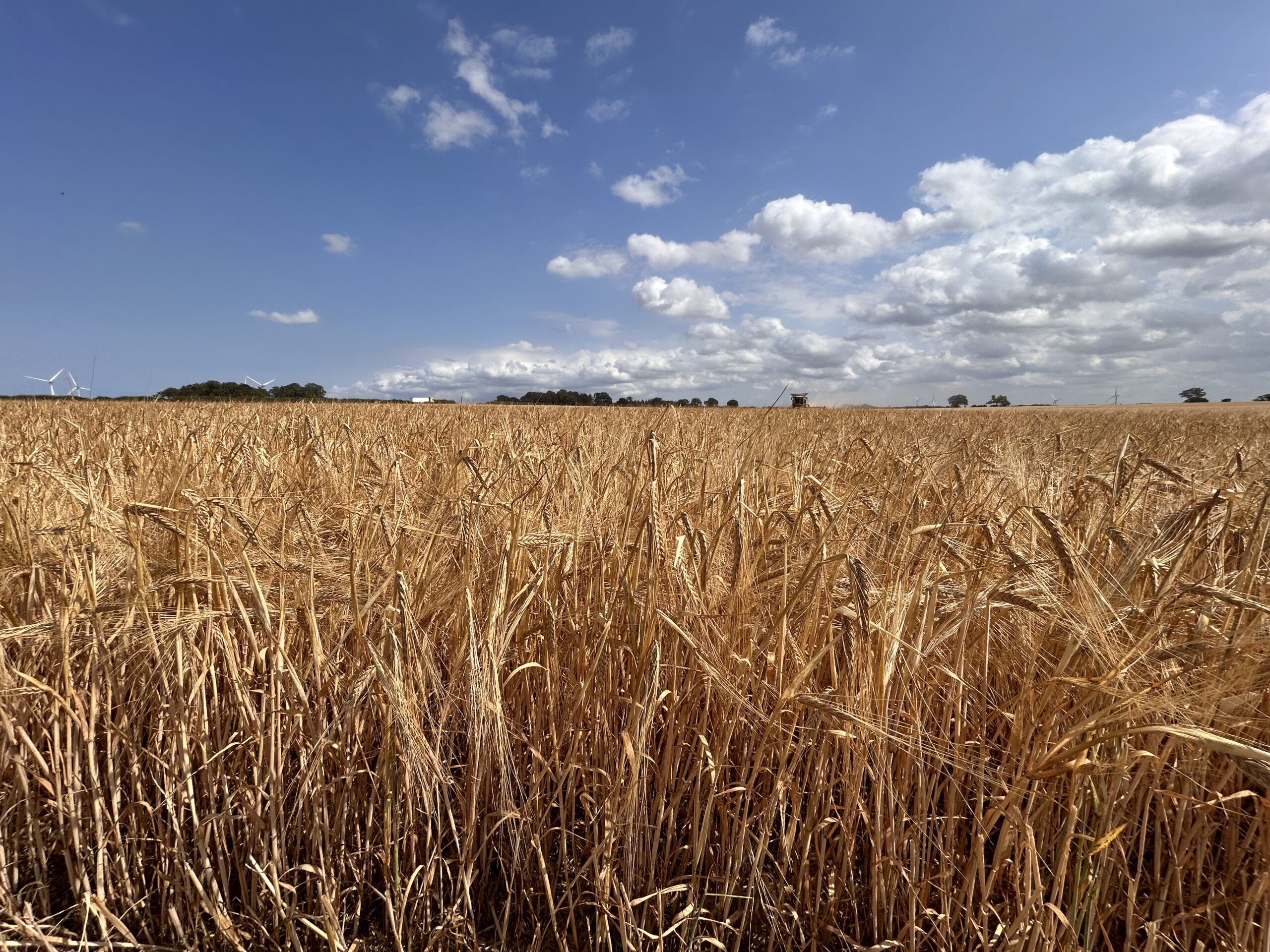 Malting barley ready for harvest on a Norfolk farm, 202