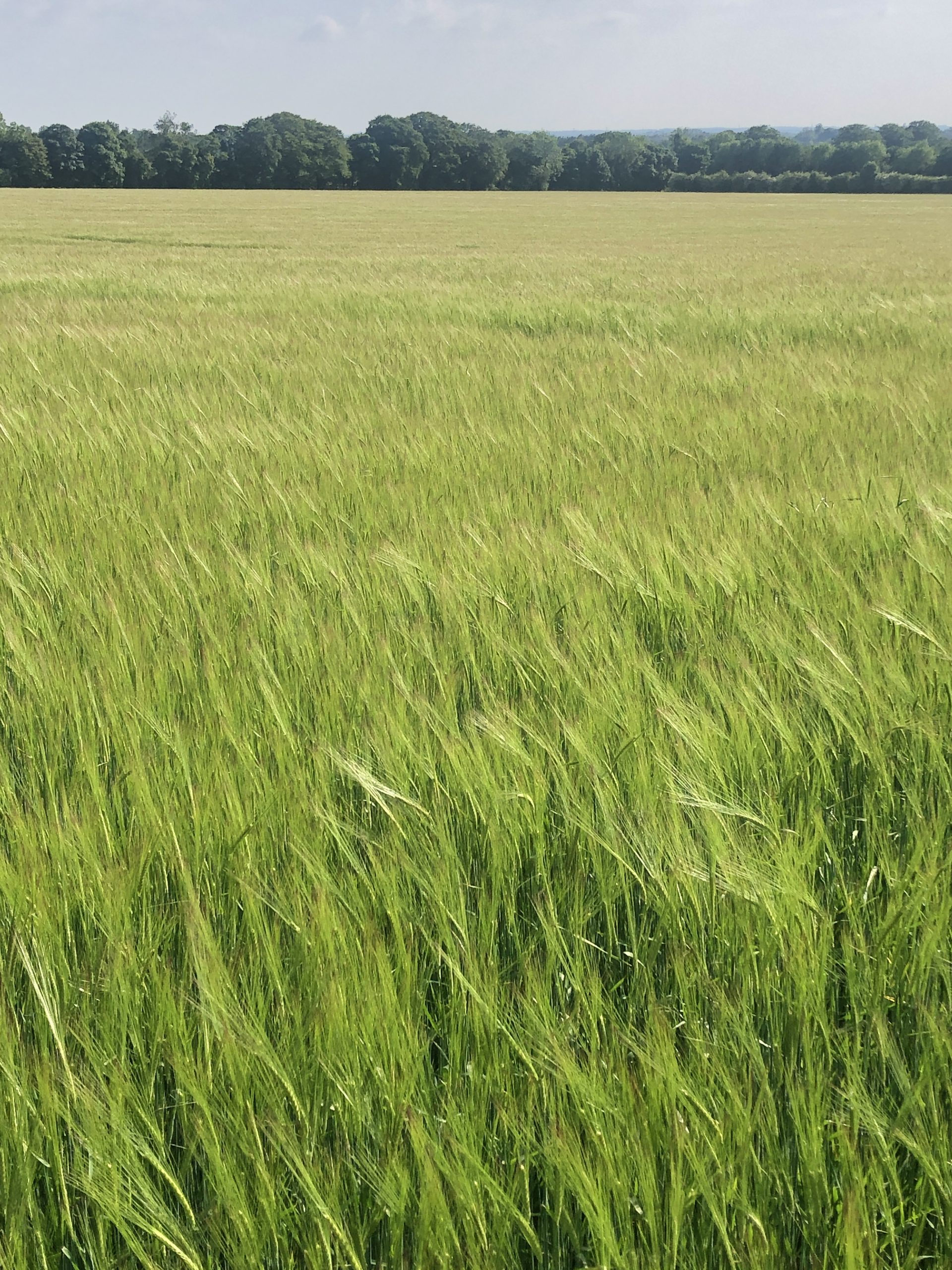 Maris Otter Barley fields in Norfolk, UK.
