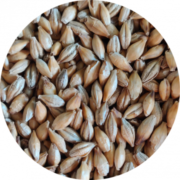 Chit Malt Grain - Craft Beer Brewing Malt from Crisp Malt