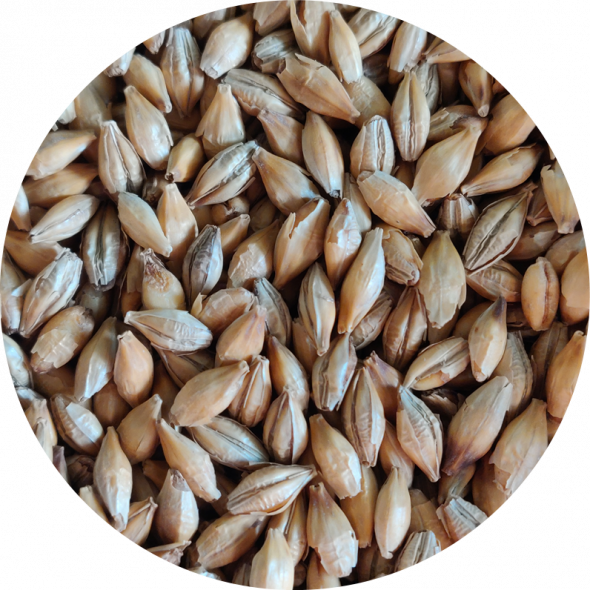 Chit Malt Grain - Craft Beer Brewing Malt from Crisp Malt