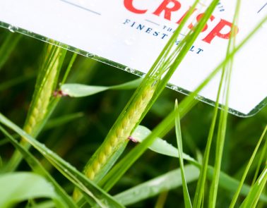 April Crop Update | Pricing and malting barley and wheat market updates