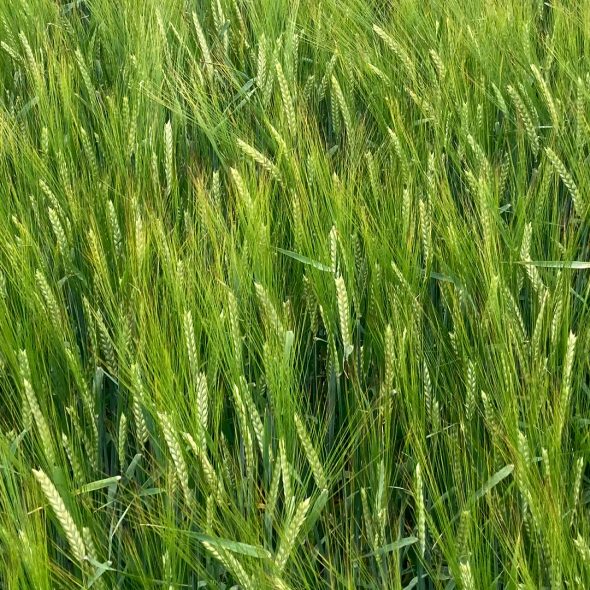 July Crop Update | British Malting Barley