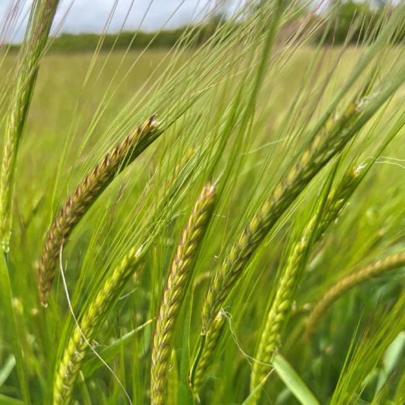 A field of green crops