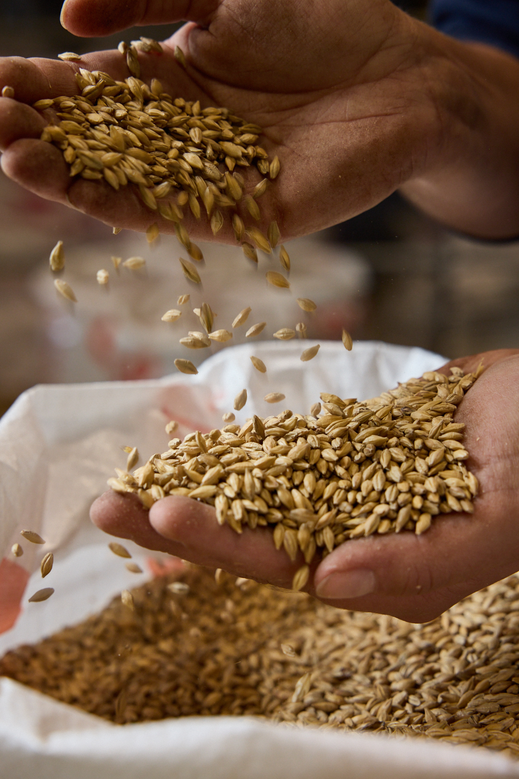 Chit Malt from Crisp Malt being dropped from one hand to another over a full malt sack.
