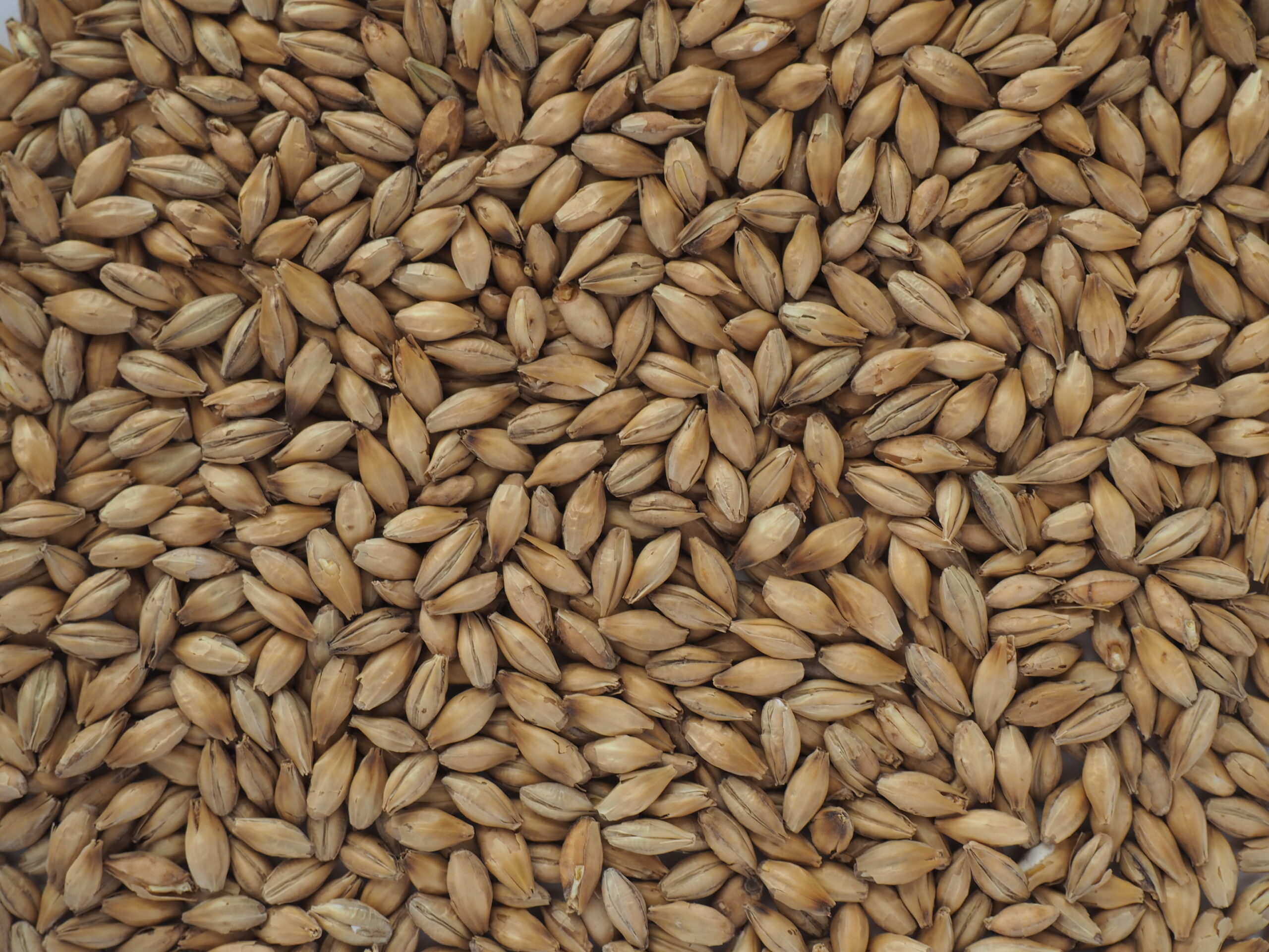 Crisp Malt smoked peated malt used for distilling, close up of grains.