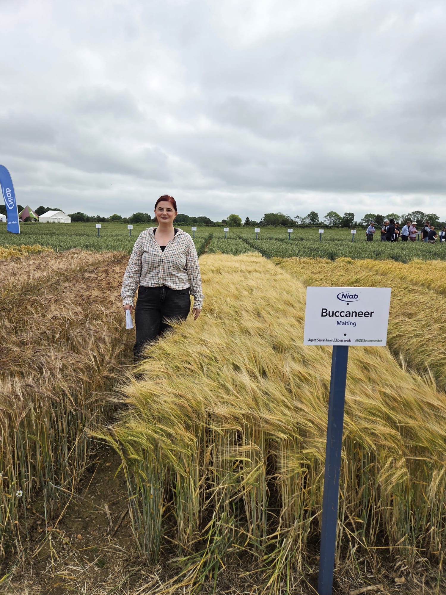 Malting barley crop in England during the June 2026 growing season