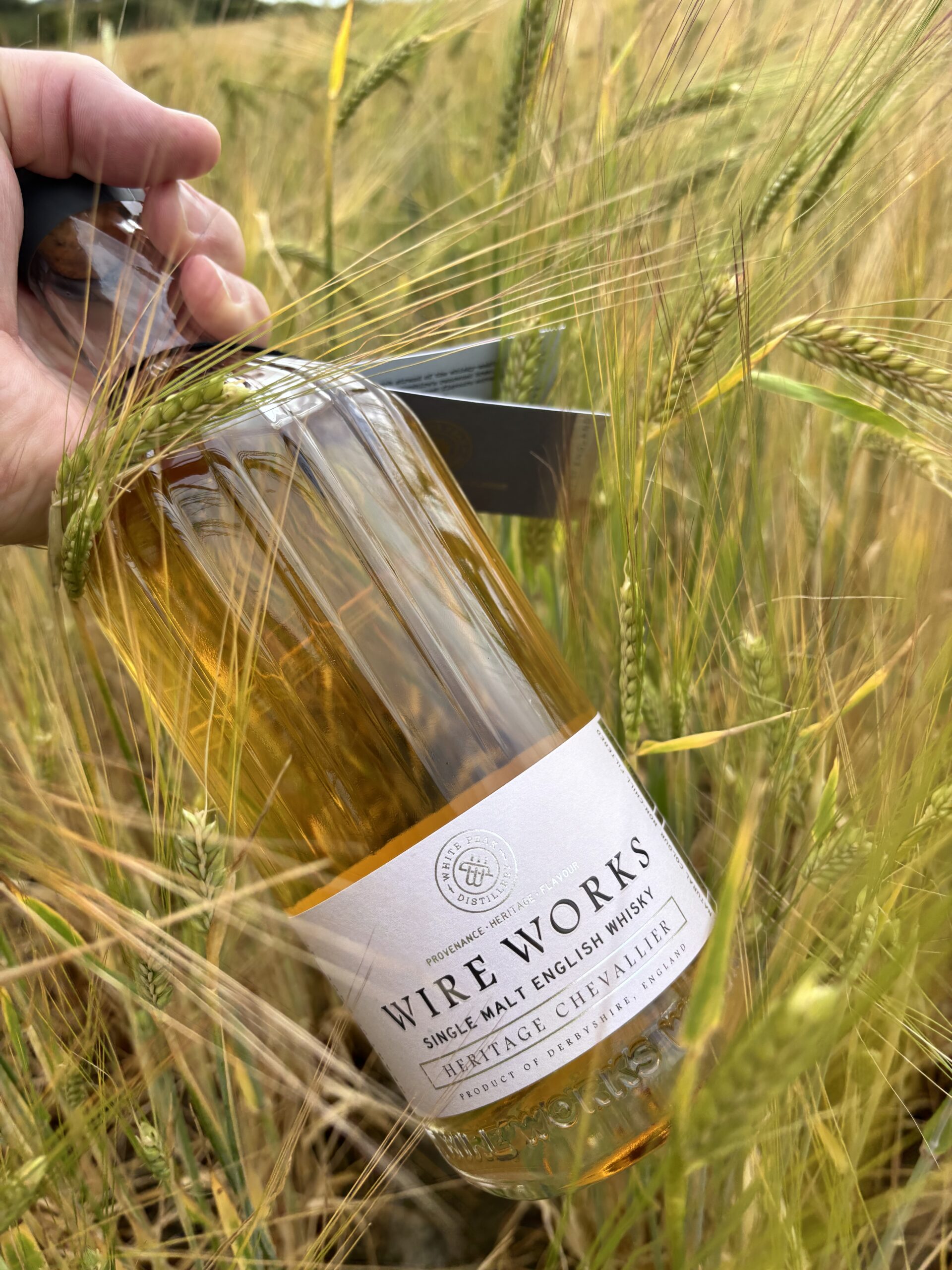 A bottle of Wire Works single malt English Whiskey in a field of Chevalier barley